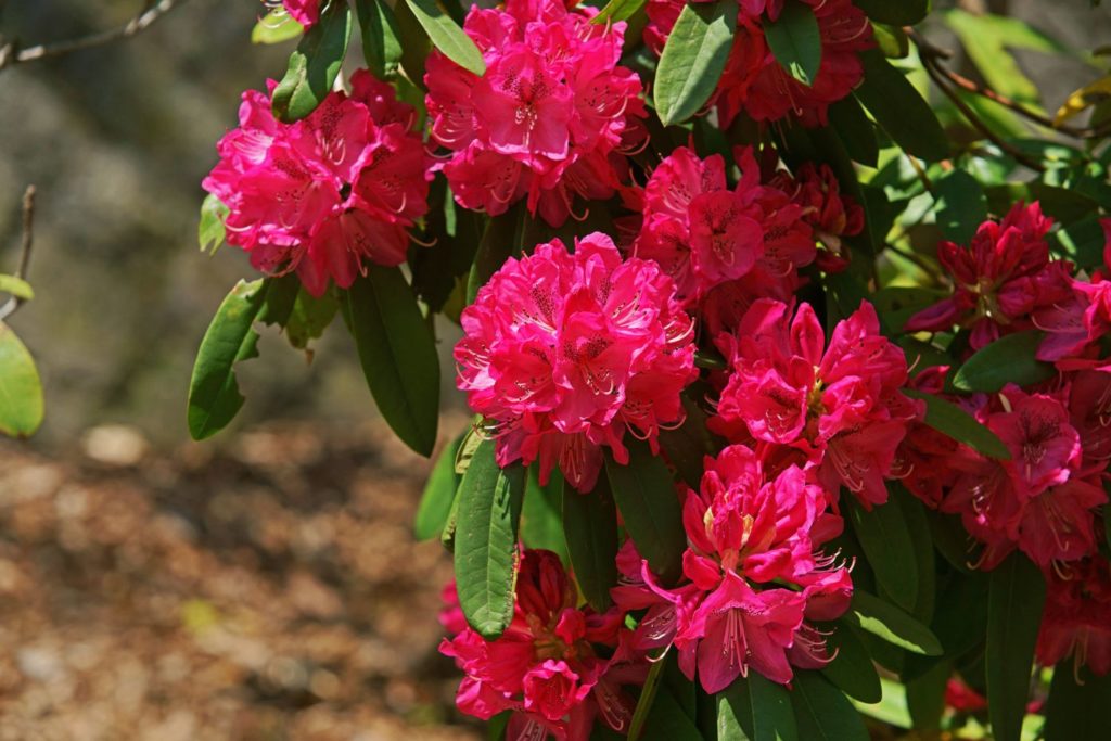 rhododendron-utilisation