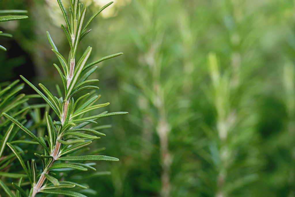 romarin-a-camphre-huile-essentielle