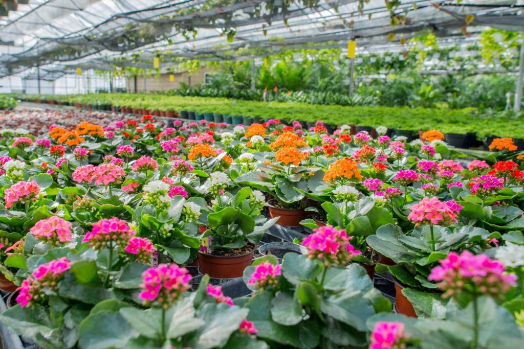 rosalina-utilisation