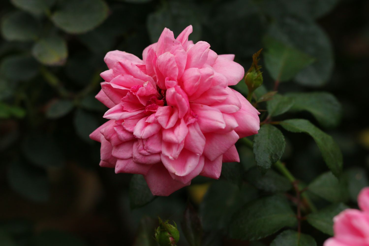 rose-de-damas-huile-essentielle