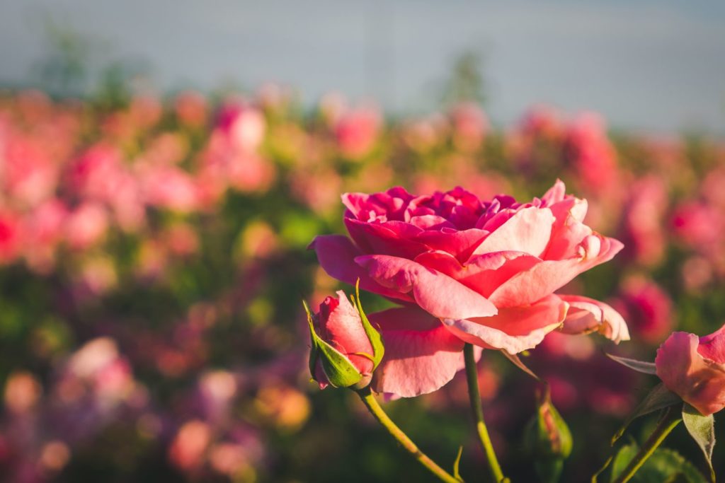 rose-huile-essentielle