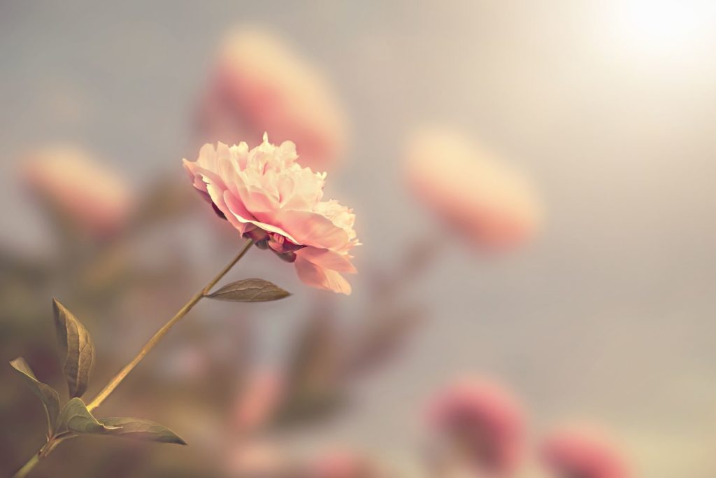 rose-utilisation