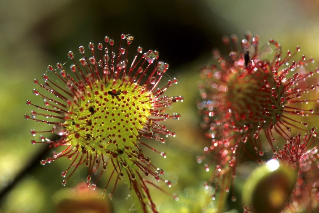 rossolis-caracteristiques