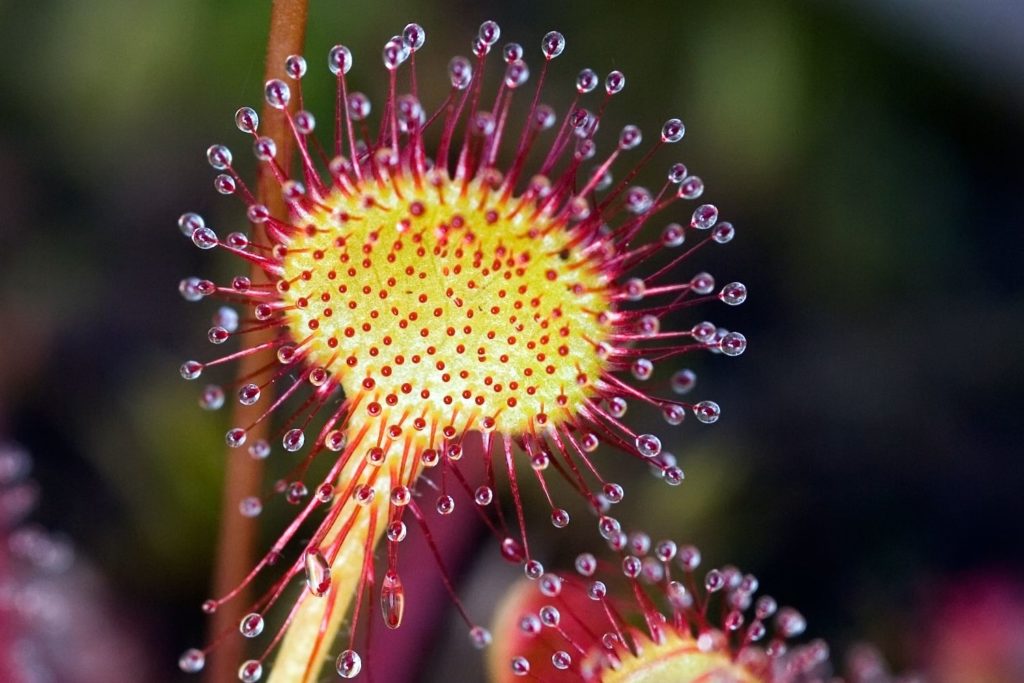 rossolis-phytotherapie