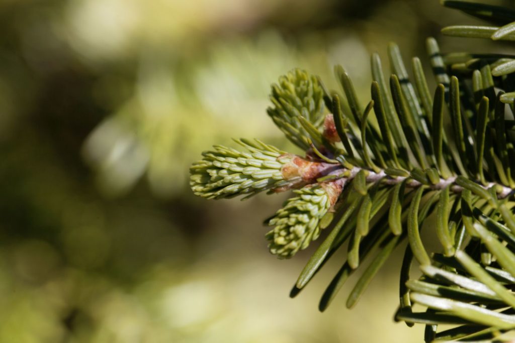 sapin-baumier-huile-essentielle