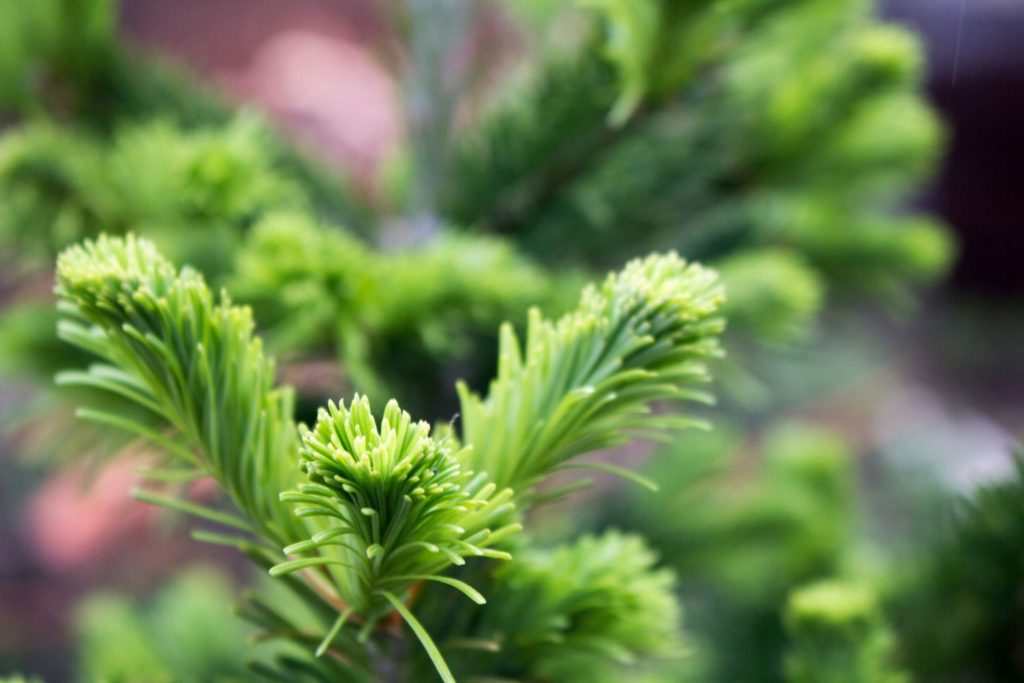 sapin-de-siberie-caracteristiques