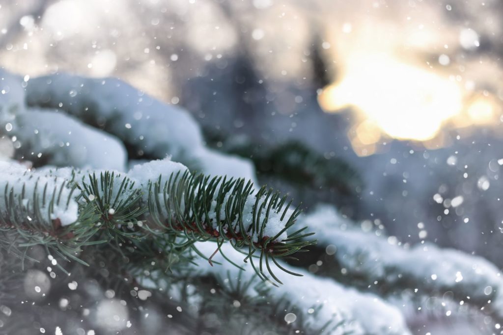 sapin-pectine-caracteristiques