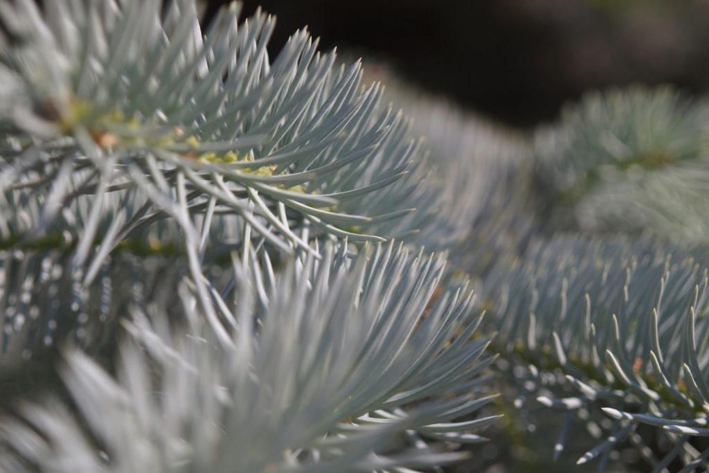 sapin-pectine-huile-essentielle