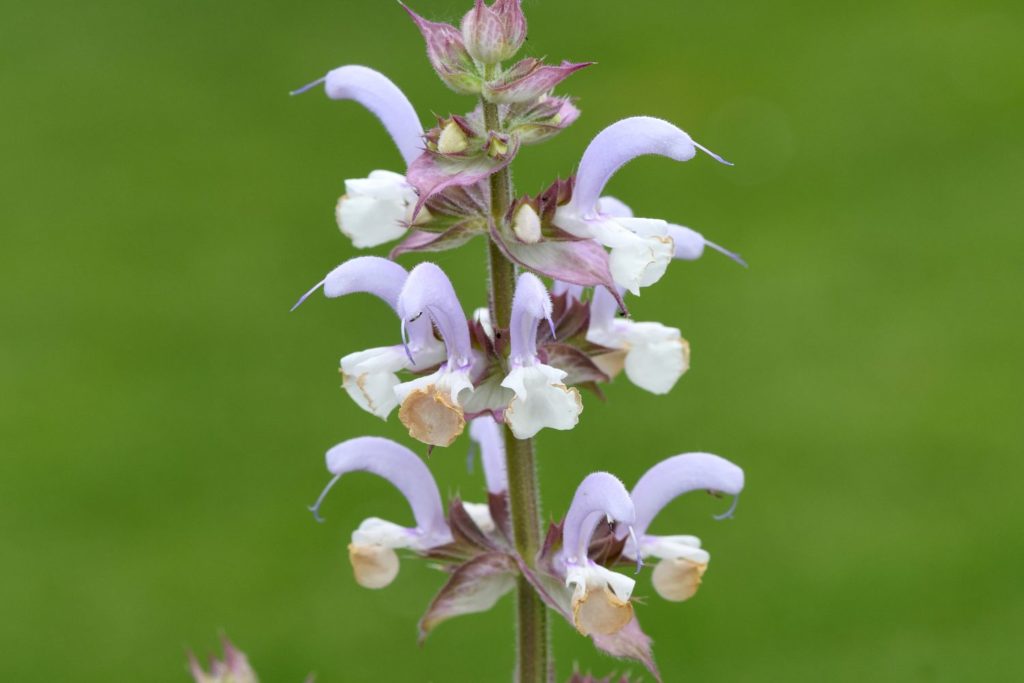 sauge-sclaree-caracteristiques