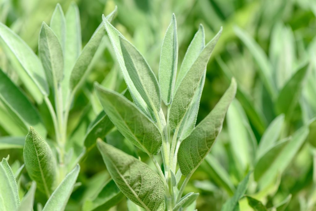 sauge-sclaree-de-provence-huile-essentielle