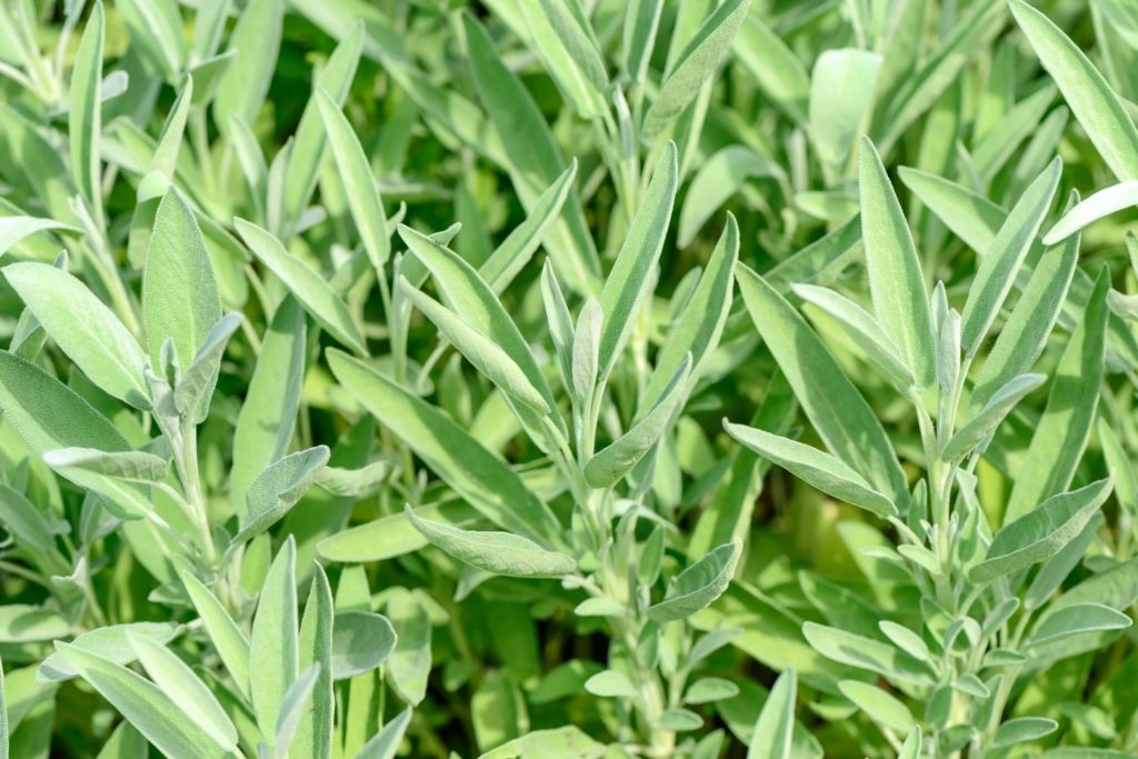 sauge-sclaree-huile-essentielle