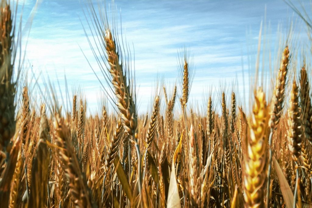 seigle-gemmotherapie