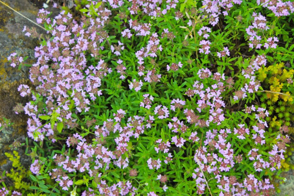 serpolet-huile-essentielle