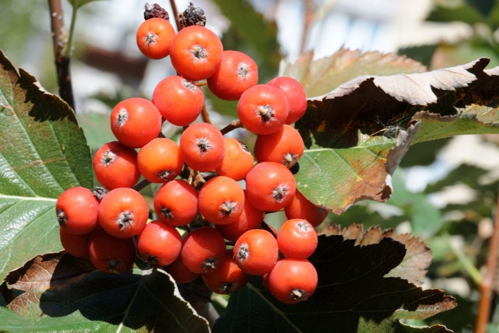 sorbier-caracteristiques