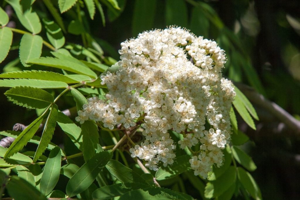 sorbier-gemmotherapie