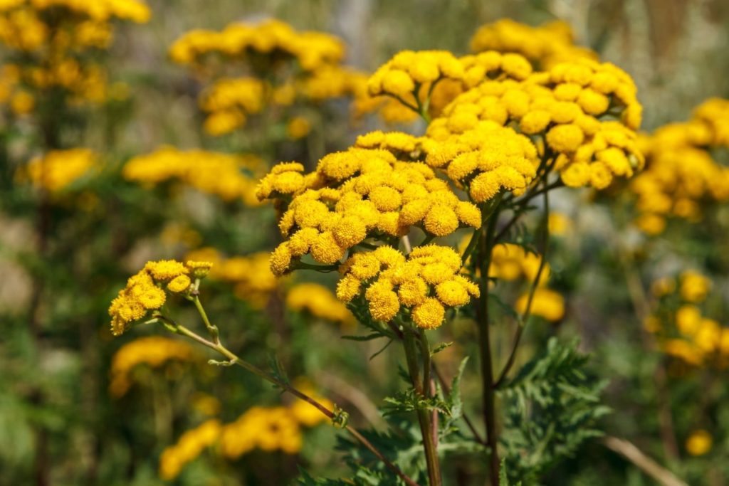 tanaisie-annuelle-huile-essentielle