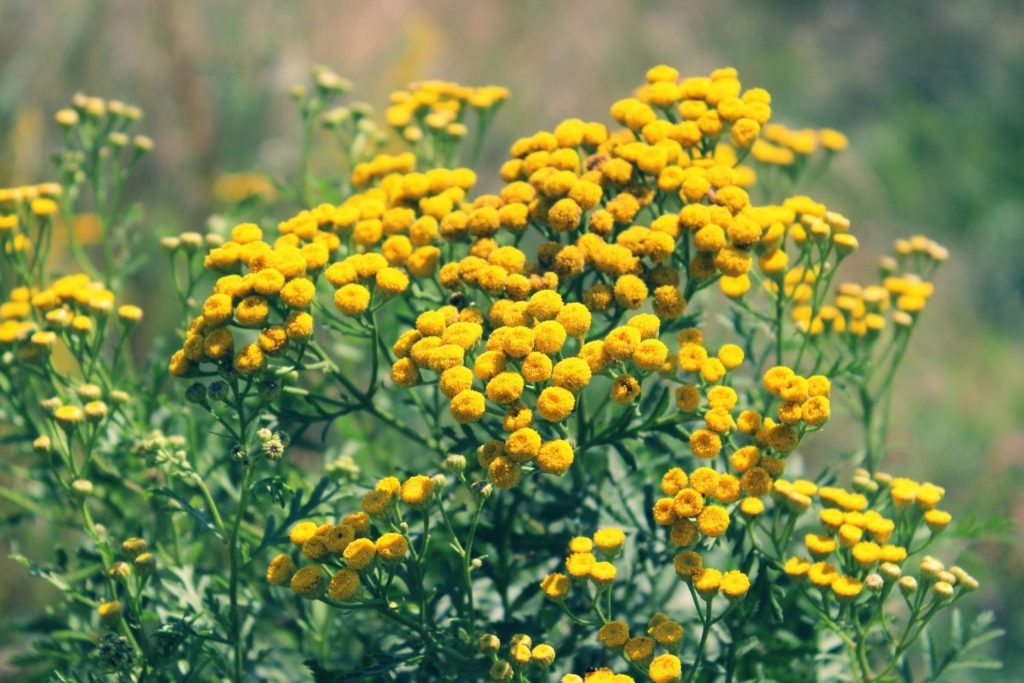 tanaisie-annuelle-utilisation