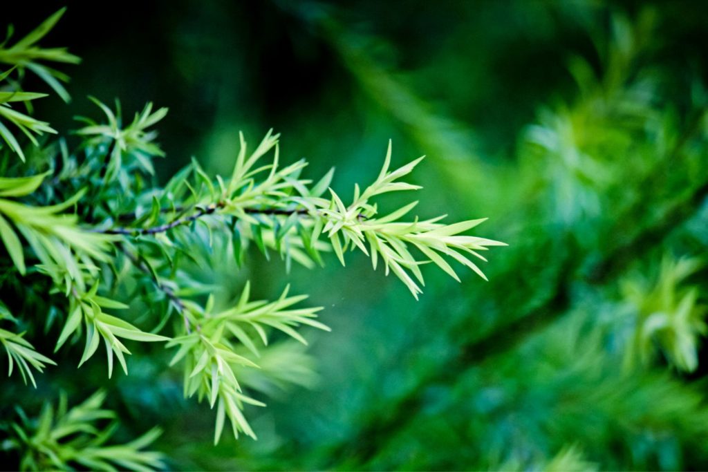 tea-tree-caracteristiques