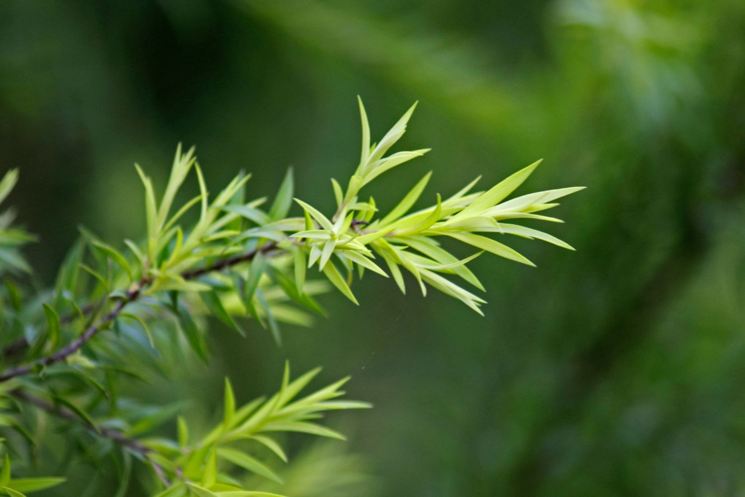 tea-tree-citronnee-caracteristiques