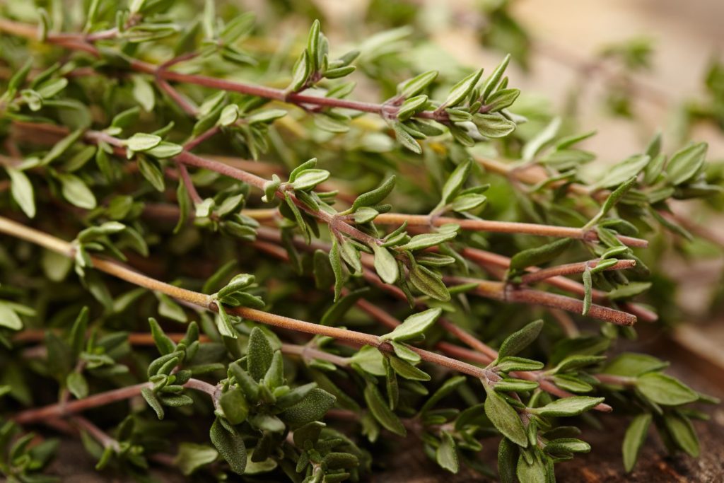 thym-satureoides-huile-essentielle