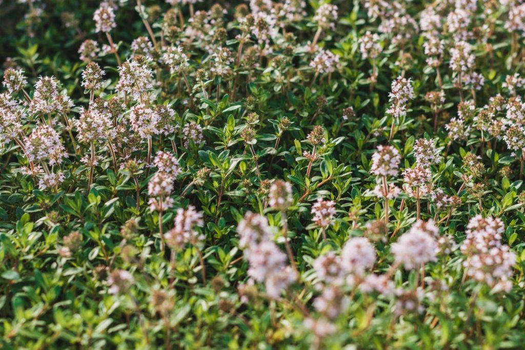 thym-vulgaire-a-linalol-huile-essentielle