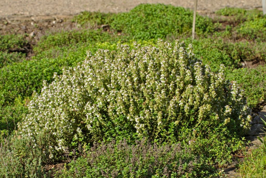 thym-vulgaire-a-thuyanol-huile-essentielle
