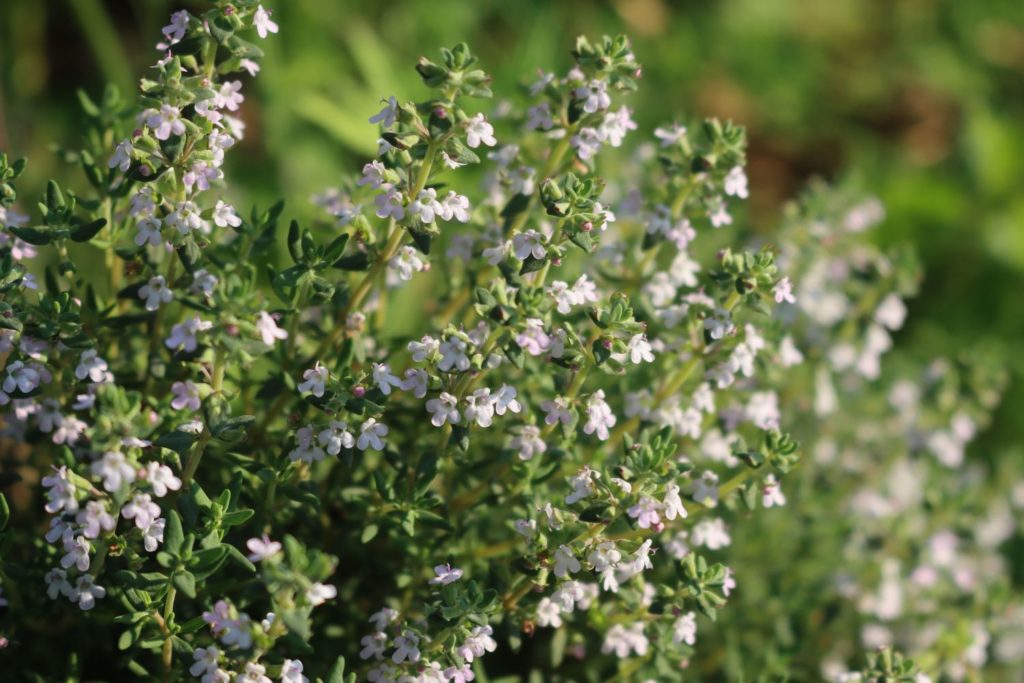 thym-vulgaire-a-thuyanol-utilisation