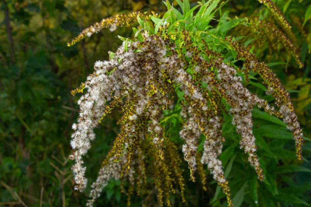 verge-d-or-huile-essentielle