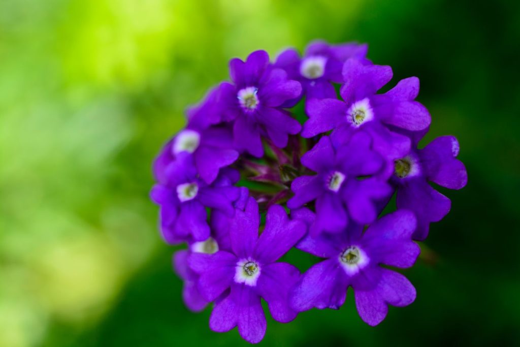 verveine-exotique-huile-essentielle