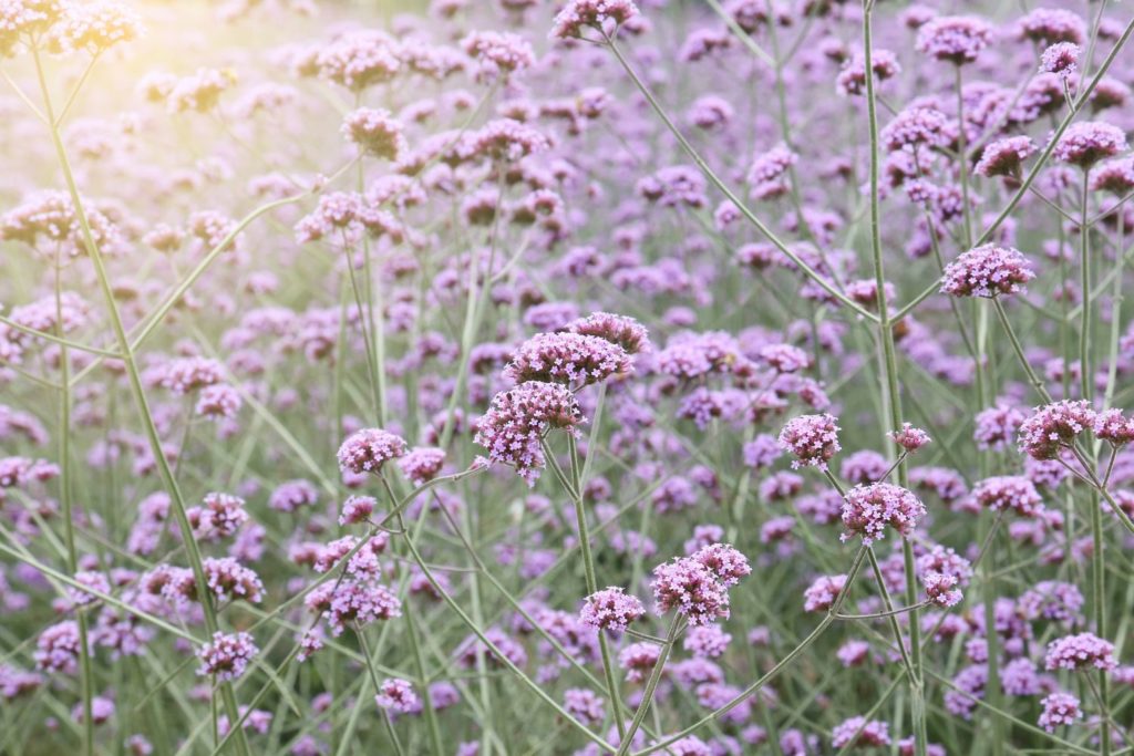 verveine-exotique-utilisation
