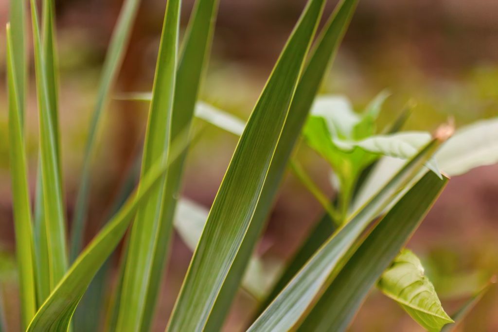 vetiver-huile-essentielle