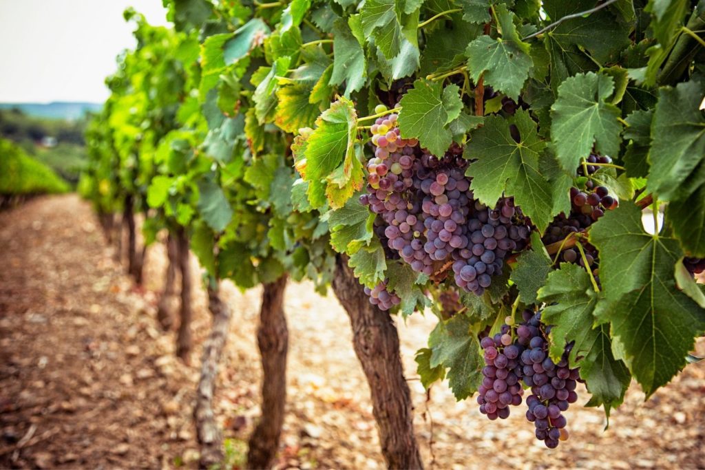 vigne-rouge-phytotherapie