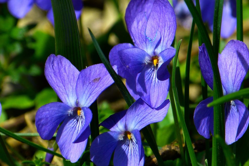 violette-huile-essentielle