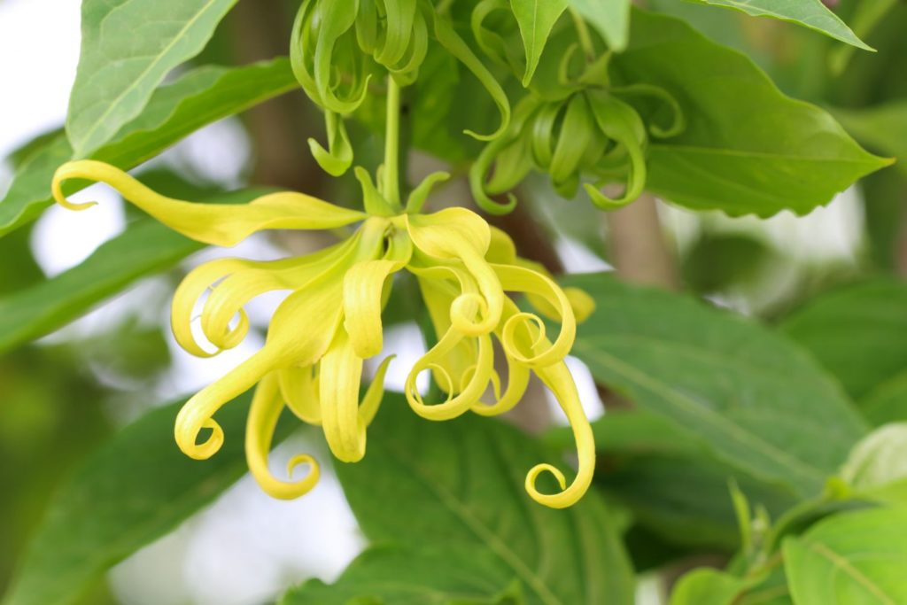 ylang-ylang-huile-essentielle