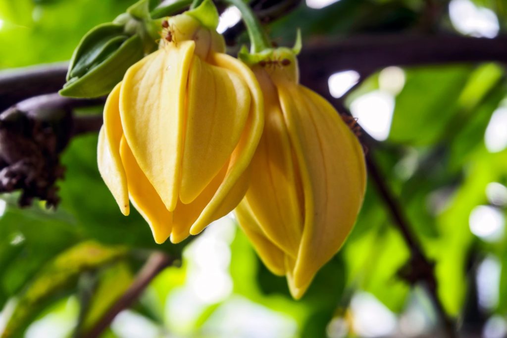 ylang-ylang-utilisation