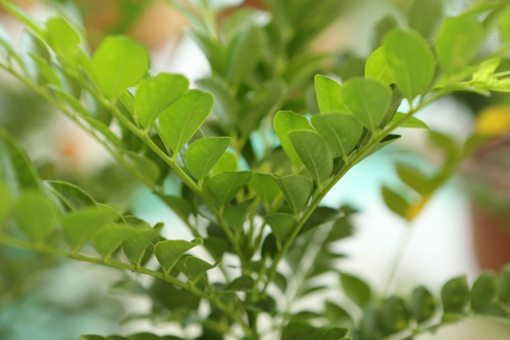 zanthoxylum-sauvage-caracteristiques