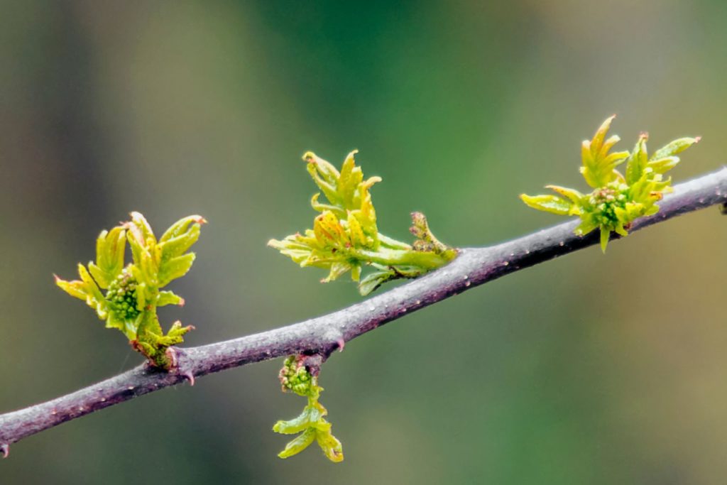 zanthoxylum-sauvage-huile-essentielle