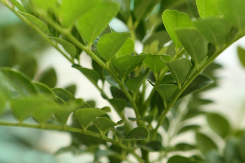 zanthoxylum-sauvage-utilisation