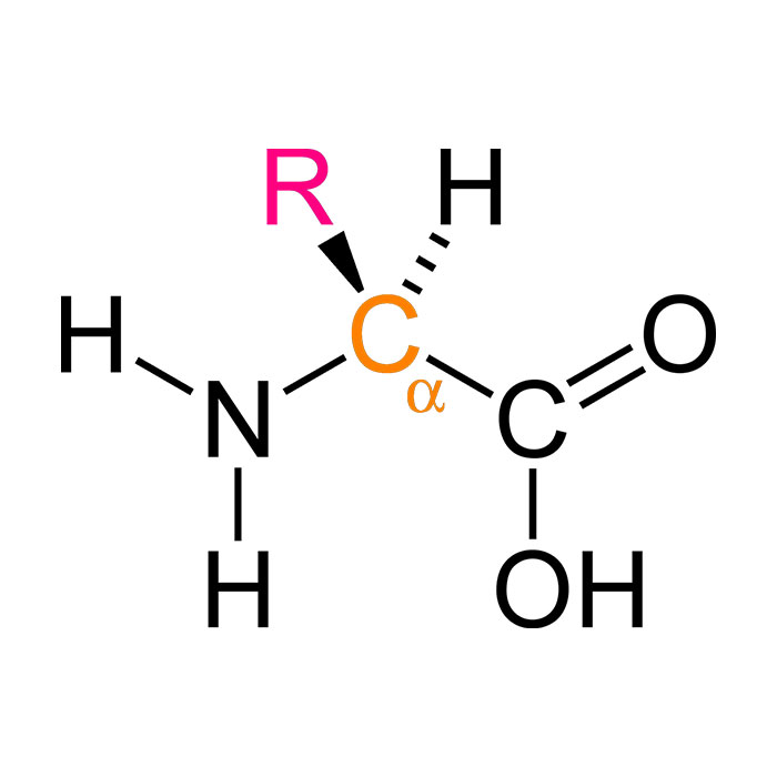 acides-amines