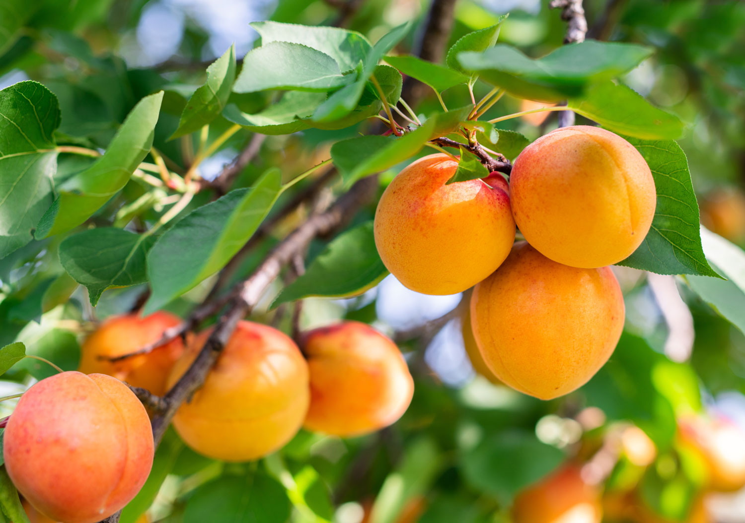 aliment-abricot-descriptif