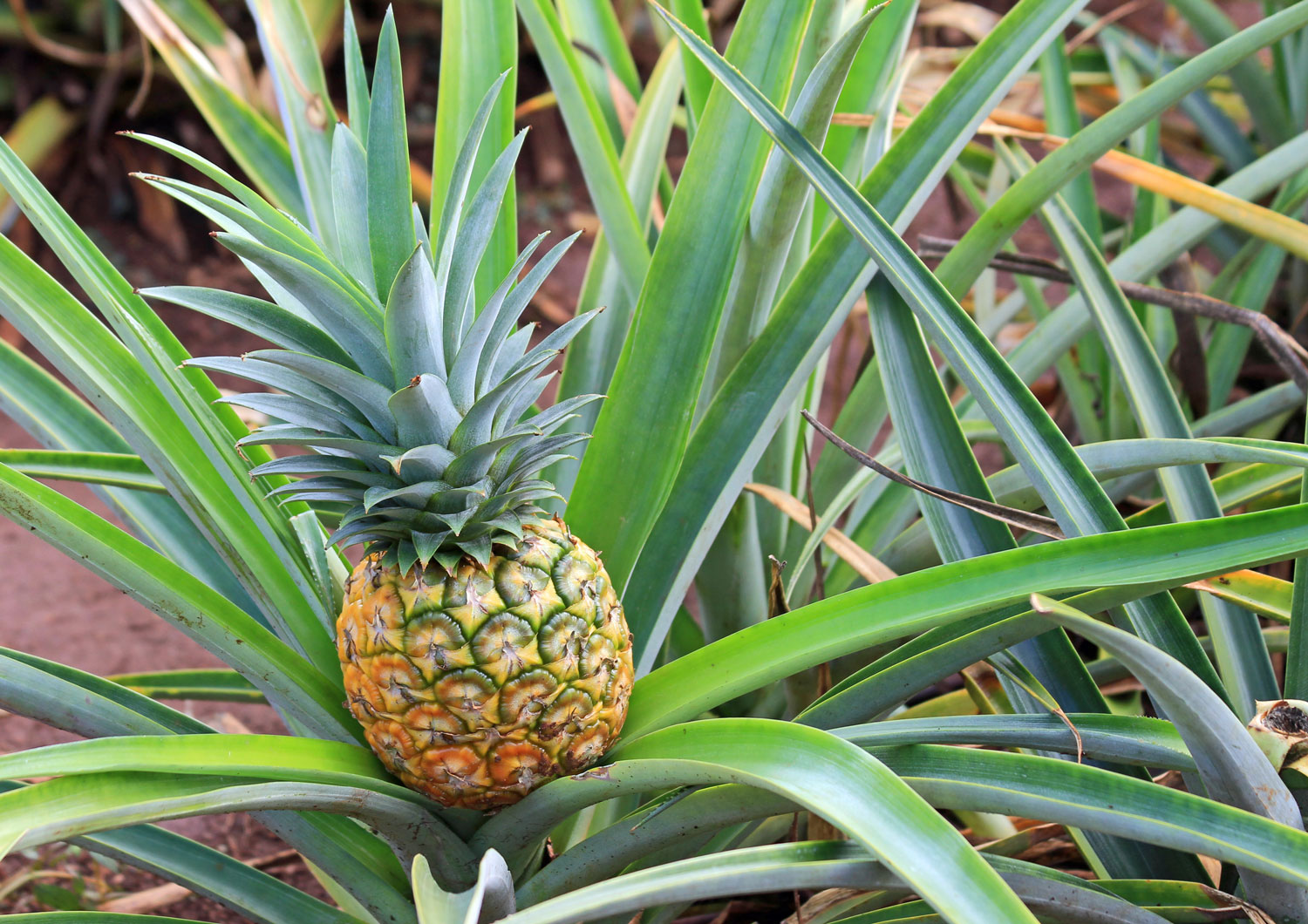 Ananas - Guide des Aliments de A à Z - France Minéraux