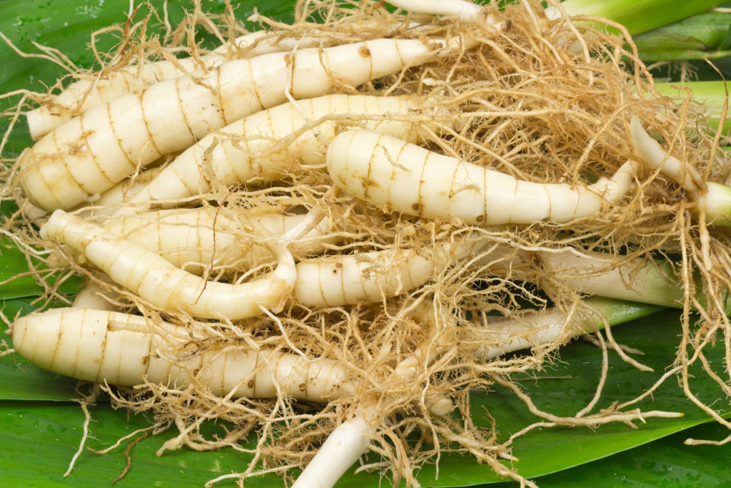 aliment-arrow-root-utilisation