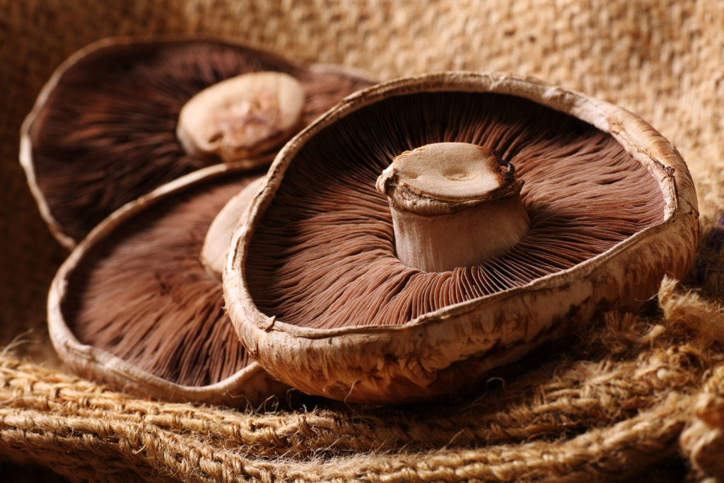 aliment-champignon-portobello-histoire