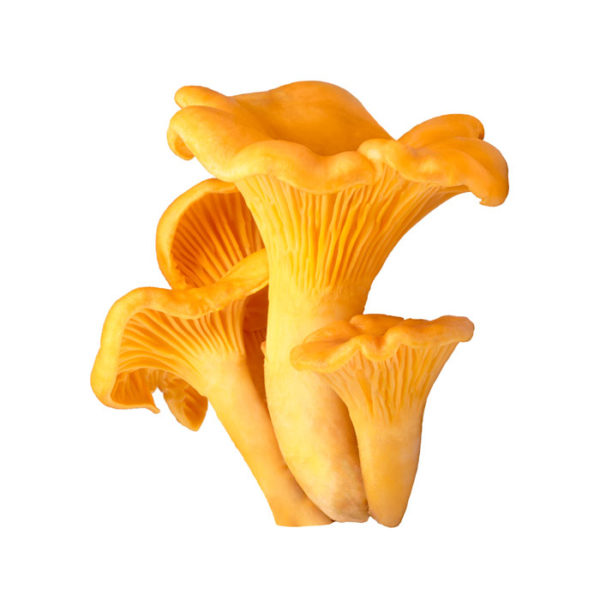 Chanterelle Guide des Aliments de A à Z France Minéraux
