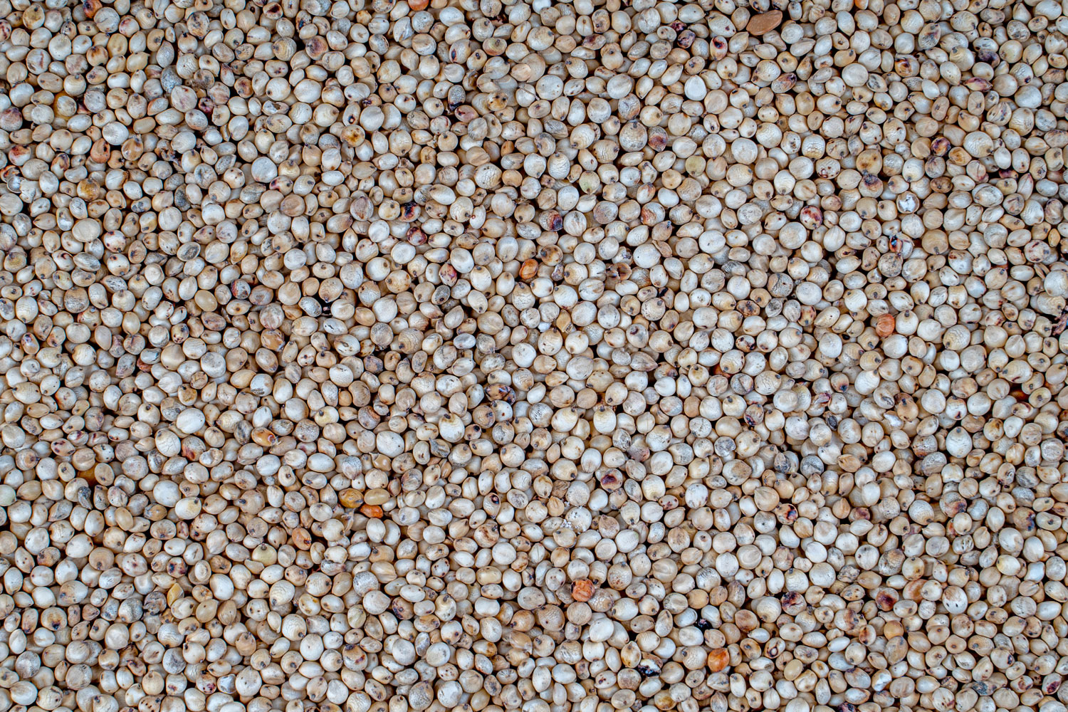 aliment-farine-de-sorgho-descriptif