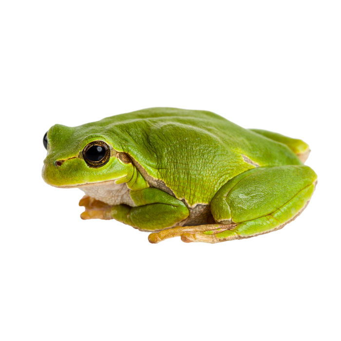 aliment-grenouille