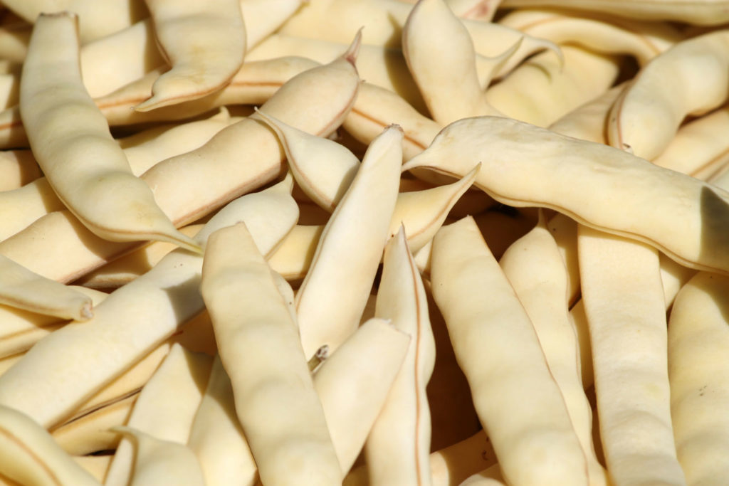 aliment-haricot-coco-descriptif