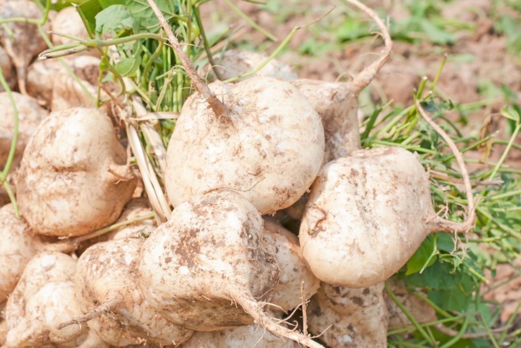 aliment-jicama-aliment