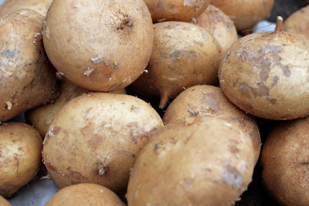 aliment-jicama-histoire