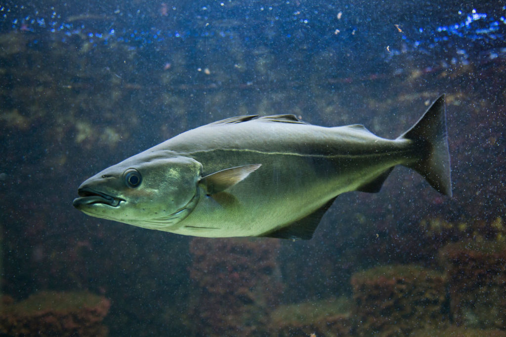 aliment-lieu-descriptif